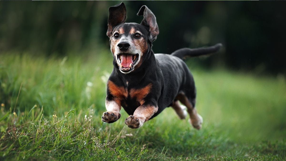 Wie Viel Ist Ein Hundejahr In Menschenjahren wamiz.de